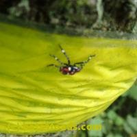 /home//u458753944/public_html/sourcegallery//////////Insects and small critters/aphids cicadas lanternflies and true bugs (Hemiptera)/P7070826.JPG